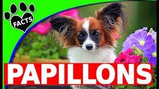 Top 10 Interesting Fun Facts About Papillon Dogs 101