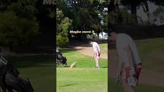 Man takes dog to range. #golferslife #golfvlog #golfswing #golf #golfswag #golfing #poodle #golfdog