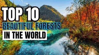 Top 10 Most Beautiful Forests in the World #top10 #forest