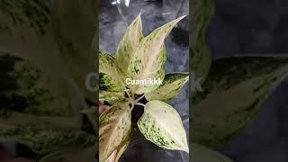 Aglaonema White Mayang