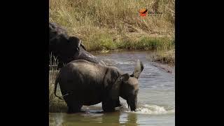 Kruger Pool Party with a menacing twist!  #wildlife #krugersafari #krugerparksafari #elephant