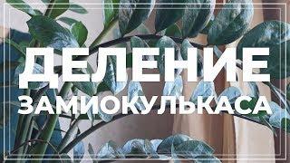 Замиокулькас пересадка. Как разделить долларовое дерево