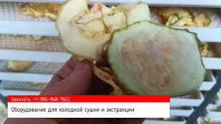 Вакуумная сушка кабачка