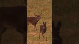 Nice and Slow  #buck #whitetailbuck #rut #hunting #hunt #deerhunting #bigbuck #deer #wildlife