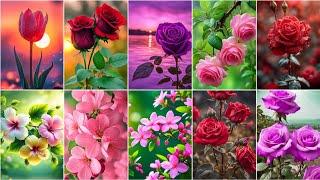 flower wallpaper photo | flower photos for whatsapp dp pictures