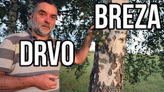 Breza drvo