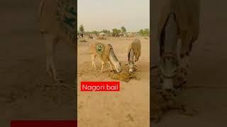 #nagori bail #bailrace