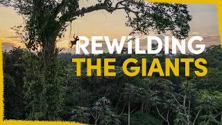 Our plan to reconnect the giants of the Amazon