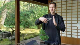 How to Unwire a Bonsai