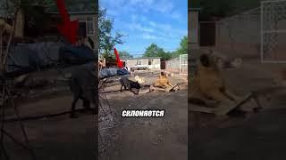 Момент, когда альфа показывает, кто тут главный  (@newlu_princess)