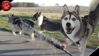 Nora The Husky Goes HIKE HIKE HIKE!