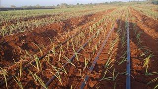 Harvesting  quality Onions