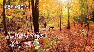  도심에 보석처럼 박힌 가을, Sherwood Park (토론토 가볼곳 32)