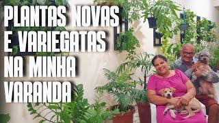 PLANTAS NOVAS E VARIEGATAS NA VARANDA | BONITAS, DE SOMBRA E DE FÁCIL CULTIVO | FOLHAGEM EXUBERANTE