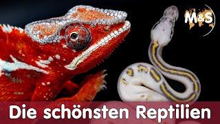 The most beautiful REPTILES in the WORLD