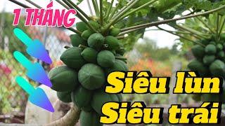 EP 196 : Cách trồng đu đủ siêu lùn tuyệt đẹp tại nhà.