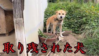 ６年間、半径１メートルの世界しか知らなかった犬