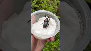 Magical color of 𝐋𝐚𝐦𝐩𝐫𝐢𝐦𝐚 𝐚𝐝𝐨𝐥𝐩𝐡𝐢𝐧𝐚𝐞 #insect #beetle #昆虫 #nature #closeup