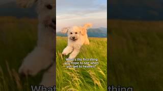 What do you hope to see when you get to heaven? #dogs #mydog  #dogmom #doglove #doglover