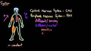 Organization of the Nervous System