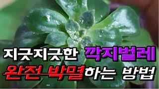 다육이 깍지벌레 초기에 쉽게 잡는 방법과 생기는 원인 (How to remove plant bugs and why the bugs get)