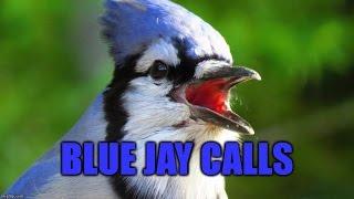 Blue Jay Calls