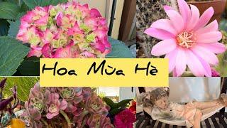 Vlog 676: Chia Sẻ Cách  Chăm Sóc Một Khu Vườn Hoa Nở Đẹp Mùa Hè