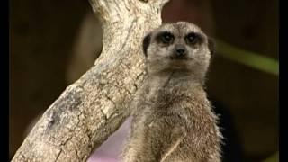 Meerkat Facts