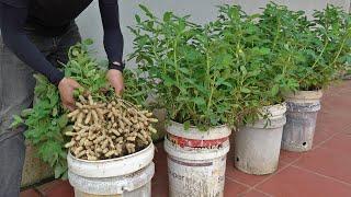 [Home Gardening] Tips for Growing Peanuts at Home Harvest a Whole Basket Without a Garden!