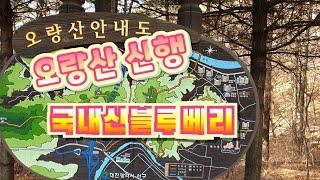 국내산 블루베리  부안블루베리   산책하기 좋은곳  오량산  쟁기봉