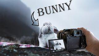 How to take pictures of a bunny | Pet photography tutorial