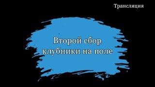 Второй сбор клубники на полебольше 40 человек на поле | трансляция 25.05