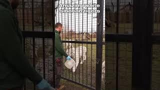 Huge white siberian tigers #siberiantiger #tiger #tigre #tigres #tigers #amurtiger