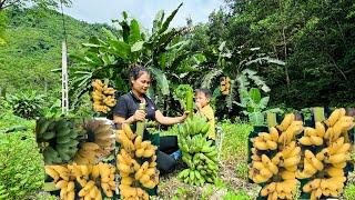 single mother takes care of her children and digs in the ground to harvest bananas to sell