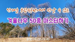 한국의 나무 - 1월 포천 국립수목원 겨울나무 50종을 구별하는 핵심 key