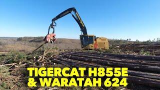 Tigercat H855E with a Waratah 624c processor head