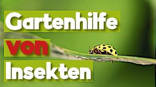 4 Insekten, die dir in deinem Garten helfen, Schädlinge zu bekämpfen.