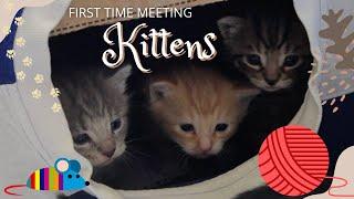 Kittens! Meeting them for the first time