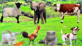 Familiar animals - Cow, Dog, Chicken, Rabbit, Sheep, Goat, Cat, Pig - Beautiful Animals