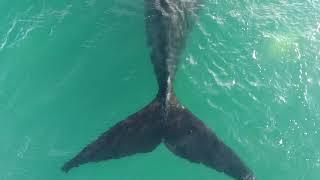 Ballenas en El Doradillo Puerto Madryn