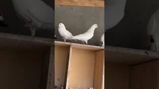 My beautiful pigeons in sowdi arabia