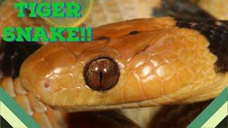 Snake Profile: Beetz’s Tiger Snake