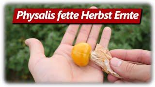 Physalis, Andenbeere erfolgreich im Garten anbauen