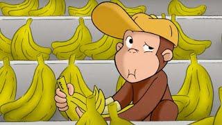 Curioso Come George  George ottiene un lavoro Cartoni per Bambini