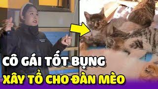 Cô gái Xây nhà cho hàng trăm chú mèo Hoang trong mùa Đông  | Yêu Lu Official