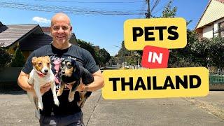 Bringing Pets to Thailand and What to Expect Once Your Here