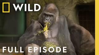 Gorilla Dentist (Full Episode) | Secrets of the Zoo: North Carolina | Nat Geo Animals