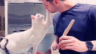 You'll Get A Cat After Watching This ️️ Cute Cats Showing Love To Their Owner