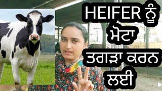 HEIFER feed formula 100kg ਵੇਹੜਾ ਨੂੰ ਮੋਟਾ ਤਗੜਾ ਕਰਨ ਵਾਸਤੇ