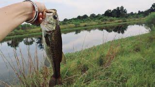 INSANE day of fishing with a CURLY TAIL!